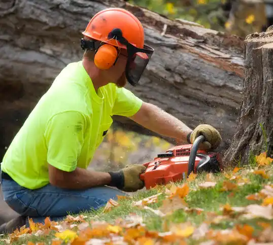 tree services Glenwood Landing